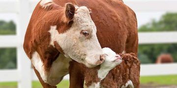 Yeni Doğum Yapan İneklerde Kan veya Süt Üre Düzeyi Ölçümü Neden Önemlidir?