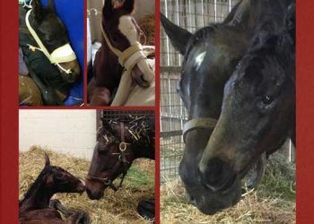 At Pediatrik Tıp, 2.Baskı