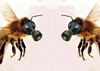 Arı Yetiştiriciliği ve Bal Üretiminde Antibiyotik Kullanımı