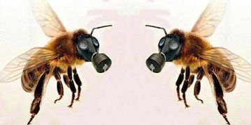 Arı Yetiştiriciliği ve Bal Üretiminde Antibiyotik Kullanımı