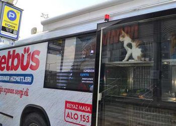 Büyükşehir'den sokak hayvanları için 'Vetbüs'