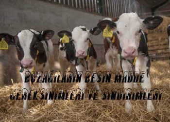 Buzağıların Besin Madde Gereksinimleri ve Sindirimleri