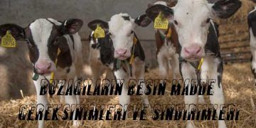 Buzağıların Besin Madde Gereksinimleri ve Sindirimleri