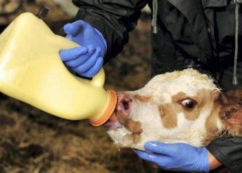 Buzağıya Kolostrum Veriliş Şekli Neden Önemlidir?