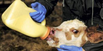 Buzağıya Kolostrum Veriliş Şekli Neden Önemlidir?