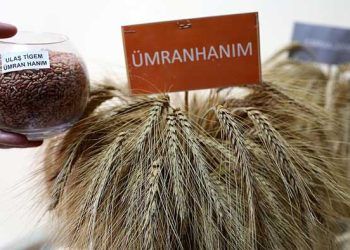 Çiftçiler alternatif yem Tritikale 'yi sevdi