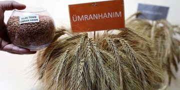 Çiftçiler alternatif yem Tritikale 'yi sevdi