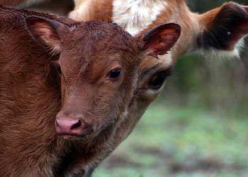 Doğum Sonu İlk Östrusun Şekillenme Zamanı Hangi Faktörlerce Etkilenir?