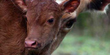 Doğum Sonu İlk Östrusun Şekillenme Zamanı Hangi Faktörlerce Etkilenir?
