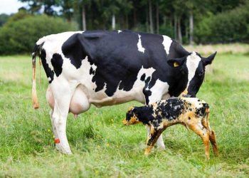 Doğumdan sonra inekler MUAYENE edilmeli mi?