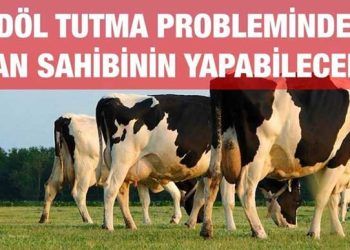 Döl Tutma Probleminde Hayvan Sahibinin Yapabilecekleri!