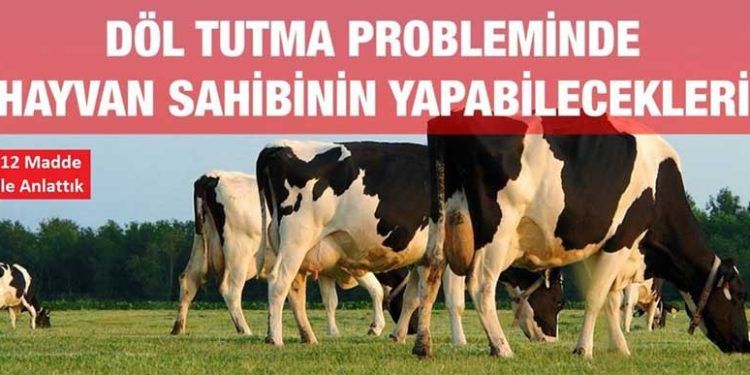 Döl Tutma Probleminde Hayvan Sahibinin Yapabilecekleri!