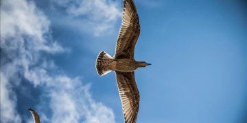 Dünyanın en büyük kuşu üç metrelik Vorombe titan