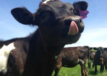 Düvelerin Beslenmesi Gelecekte Süt Verimini Etkiler Mi?