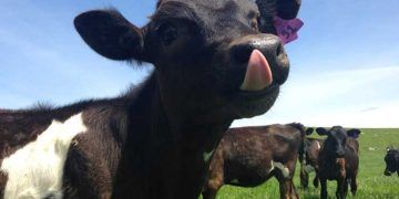 Düvelerin Beslenmesi Gelecekte Süt Verimini Etkiler Mi?