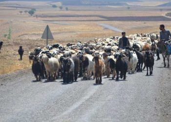 Et sorununa 'küçükbaş hayvan' çözümü