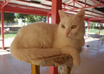 Her evde bir Van kedisi kampanyasına ilgi artıyor