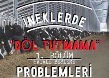 İneklerde Döl Tutmama Problemleri