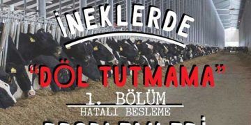 İneklerde Döl Tutmama Problemleri