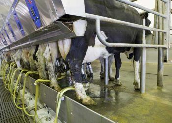 İneklerde Sağım Sayısını Artırmak, Süt Verimini Arttırır Mı?