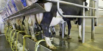 İneklerde Sağım Sayısını Artırmak, Süt Verimini Arttırır Mı?