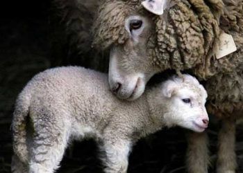 Koyun ve Keçilerde Dölveriminin Optimizasyonu Neden Önemlidir?