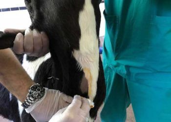 Pneumoni Tedavisisnde İntratrocheal Uygulamanın Önemi