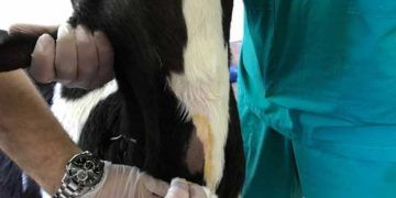 Pneumoni Tedavisisnde İntratrocheal Uygulamanın Önemi