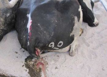 Postpartum Dönemde PGF2 Alfa Uterus Enfeksiyonlarının Tedavisinde?