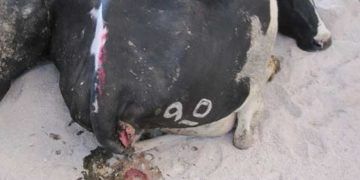 Postpartum Dönemde PGF2 Alfa Uterus Enfeksiyonlarının Tedavisinde?