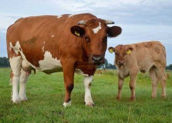 Postpartum Sürecin Kötü Yönetilmesi Dölverimini Etkilemektedir