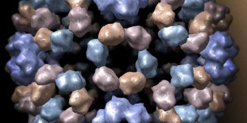 Semliki Ormanı Virusu Enfeksiyonu (SOV)