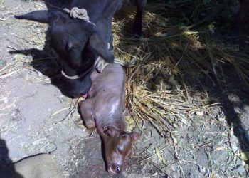 Sığırlarda Üreplazma ve Mikoplazma Kaynaklı Abortuslar