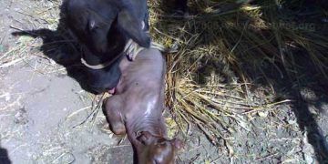 Sığırlarda Üreplazma ve Mikoplazma Kaynaklı Abortuslar