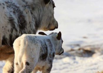 Soğuk Havalarda Buzağının Isıtılması Neden Önemlidir?