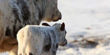 Soğuk Havalarda Buzağının Isıtılması Neden Önemlidir?