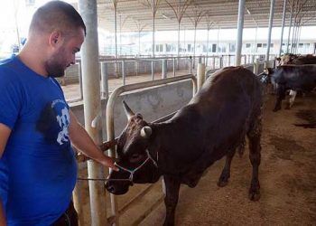 Üç bacaklı dana 'Aliş' yeni sahibini buldu