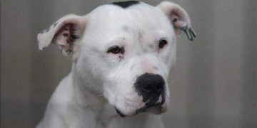 Vietnam'da halka ' köpek eti yemeyin ' çağrısı