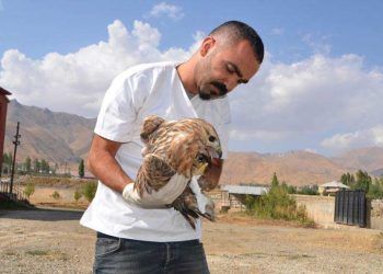 Yaban hayvanlarının şifacısı