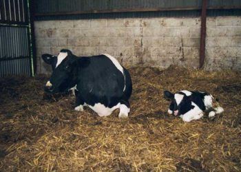 Yeni Doğum Yapan İneklerde En Sık Rastlanan Sorunlar ve Birbirinden Ayrımı Nasıl Yapılır?