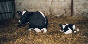 Yeni Doğum Yapan İneklerde En Sık Rastlanan Sorunlar ve Birbirinden Ayrımı Nasıl Yapılır?