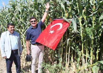 Yerli tohum ABD’li tohumu geride bıraktı