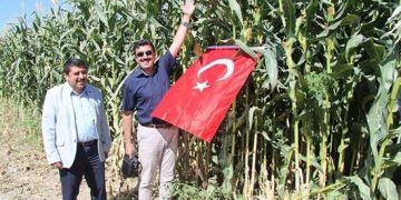 Yerli tohum ABD’li tohumu geride bıraktı