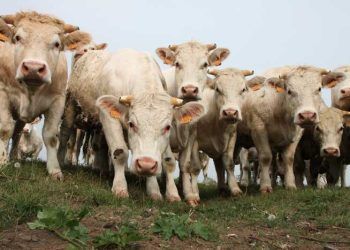 Yetiştirilmiş Hayvan Nedir?