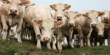 Yetiştirilmiş Hayvan Nedir?