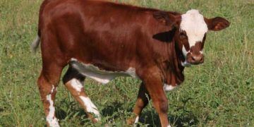 0-3 Aylar Arası Buzağılar Nasıl Büyütülür?