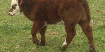 3-6 Aylar Arası Buzağılar Nasıl Büyütülür?