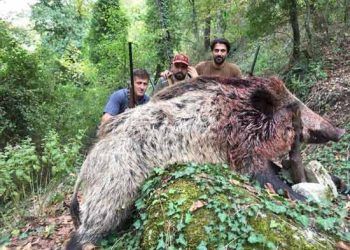 350 kiloluk domuzu vurup, fotoğraf çektirdiler