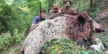 350 kiloluk domuzu vurup, fotoğraf çektirdiler