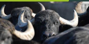 Asya Mandası (Bubalus bubalis): Üretim ve Araştırma